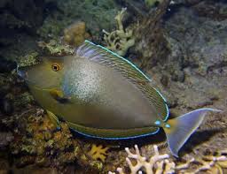 Image result for Naso unicornis