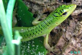 Risultati immagini per dasia smaragdina