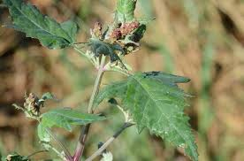 Attēlu rezultāti vaicājumam “Atriplex calotheca flower”