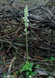 Attēlu rezultāti vaicājumam “Goodyera repens leaf”