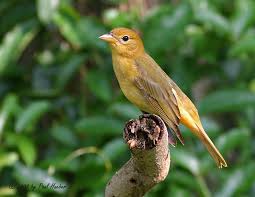 Image result for Piranga rubra