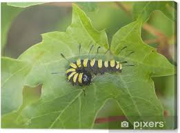 Attēlu rezultāti vaicājumam “Acronicta alni larva”