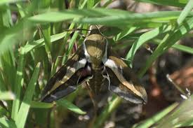 Attēlu rezultāti vaicājumam “Hyles gallii”