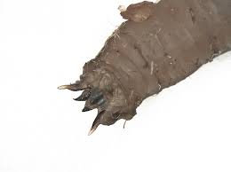 Attēlu rezultāti vaicājumam “Tipulidae larva”