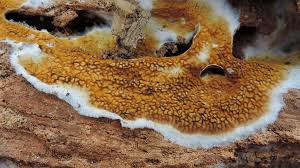 Attēlu rezultāti vaicājumam “Didymium serpula”