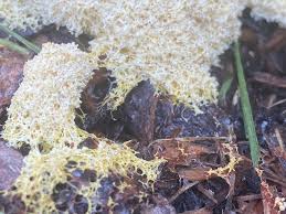 Attēlu rezultāti vaicājumam “Fuligo leviderma spores”