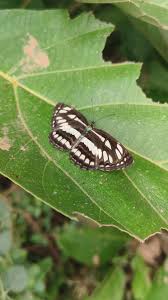 Attēlu rezultāti vaicājumam “Aphrophora salicina”