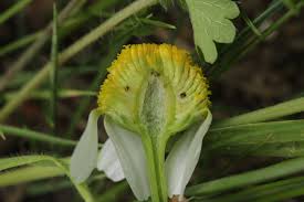 Attēlu rezultāti vaicājumam “Matricaria chamomilla”