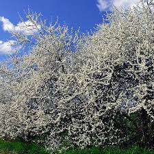 Attēlu rezultāti vaicājumam “Prunus spinosa”