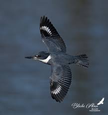 Image result for Kingfisher Twirling Team