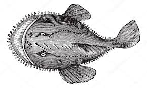 Image result for Lophius americanus