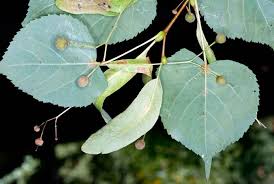 Attēlu rezultāti vaicājumam “Tilia cordata”