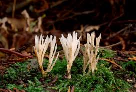 Attēlu rezultāti vaicājumam “Tremellodendropsis tuberosa”