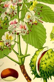 Attēlu rezultāti vaicājumam “Aesculus hippocastanum”