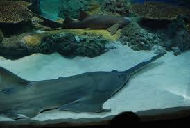 Image result for Pristis pectinata