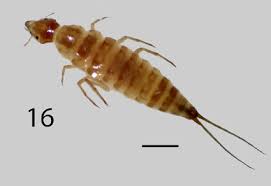 Attēlu rezultāti vaicājumam “Dytiscidae”