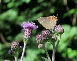 Attēlu rezultāti vaicājumam “Satyrium w-album underside”