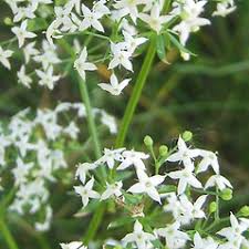 Attēlu rezultāti vaicājumam “Galium schultesii flower”
