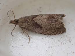 Attēlu rezultāti vaicājumam “Dichrorampha simpliciana”