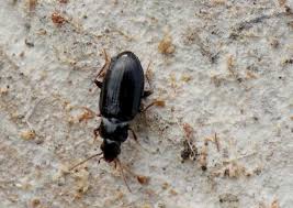 Attēlu rezultāti vaicājumam “Tachyta nana”