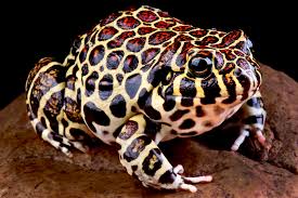 Attēlu rezultāti vaicājumam “Petractis sp.”