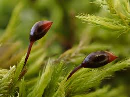 Attēlu rezultāti vaicājumam “Sciuro-hypnum curtum sporophyte”