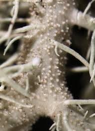 Attēlu rezultāti vaicājumam “Usnea subfloridana”