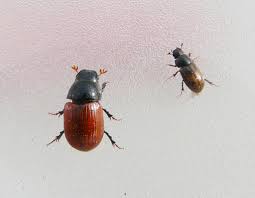 Attēlu rezultāti vaicājumam “Aphodius sp.”