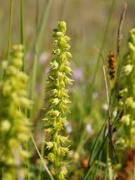 Attēlu rezultāti vaicājumam “Herminium monorchis leaf”