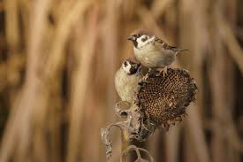 Image result for Passer montanus