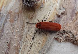 Attēlu rezultāti vaicājumam “Lopheros rubens”