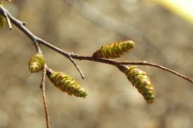 Attēlu rezultāti vaicājumam “Carpinus caroliniana male flower”