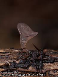 Attēlu rezultāti vaicājumam “Ombrophila violacea”