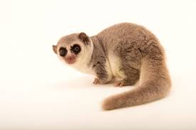 Attēlu rezultāti vaicājumam “Diderma cinereum macro”