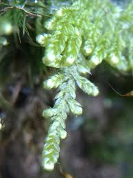 Attēlu rezultāti vaicājumam “Hypnum jutlandicum”