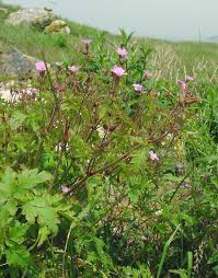 Attēlu rezultāti vaicājumam “Geranium robertianum flower”