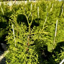 Attēlu rezultāti vaicājumam “Thuja plicata”