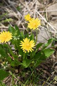 Attēlu rezultāti vaicājumam “Taraxacum suecicum”