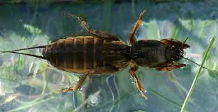 Attēlu rezultāti vaicājumam “Gryllotalpa gryllotalpa”