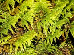 Attēlu rezultāti vaicājumam “Ptilium crista-castrensis”