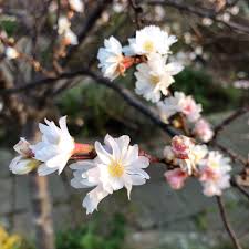 Attēlu rezultāti vaicājumam “Prunus padus var. roseiflora flower”