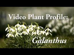 Attēlu rezultāti vaicājumam “Galanthus nivalis fruit”