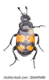 Attēlu rezultāti vaicājumam “Nicrophorus vespilloides”