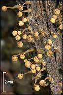 Attēlu rezultāti vaicājumam “Cribraria sp.”