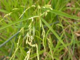 Attēlu rezultāti vaicājumam “Leersia oryzoides”