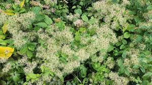 Attēlu rezultāti vaicājumam “Clematis fruit”