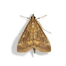 Attēlu rezultāti vaicājumam “Ostrinia nubilalis”