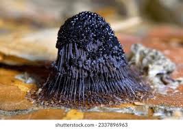 Attēlu rezultāti vaicājumam “Stemonitis fusca”