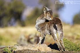 Attēlu rezultāti vaicājumam “Capra juvenile”