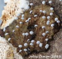 Attēlu rezultāti vaicājumam “Physarum notabile”